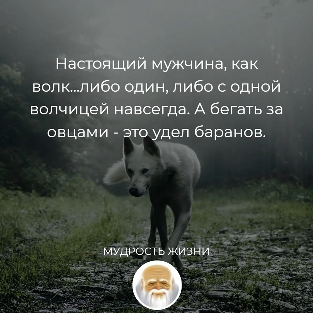 Настоящий мужчина как волк либо