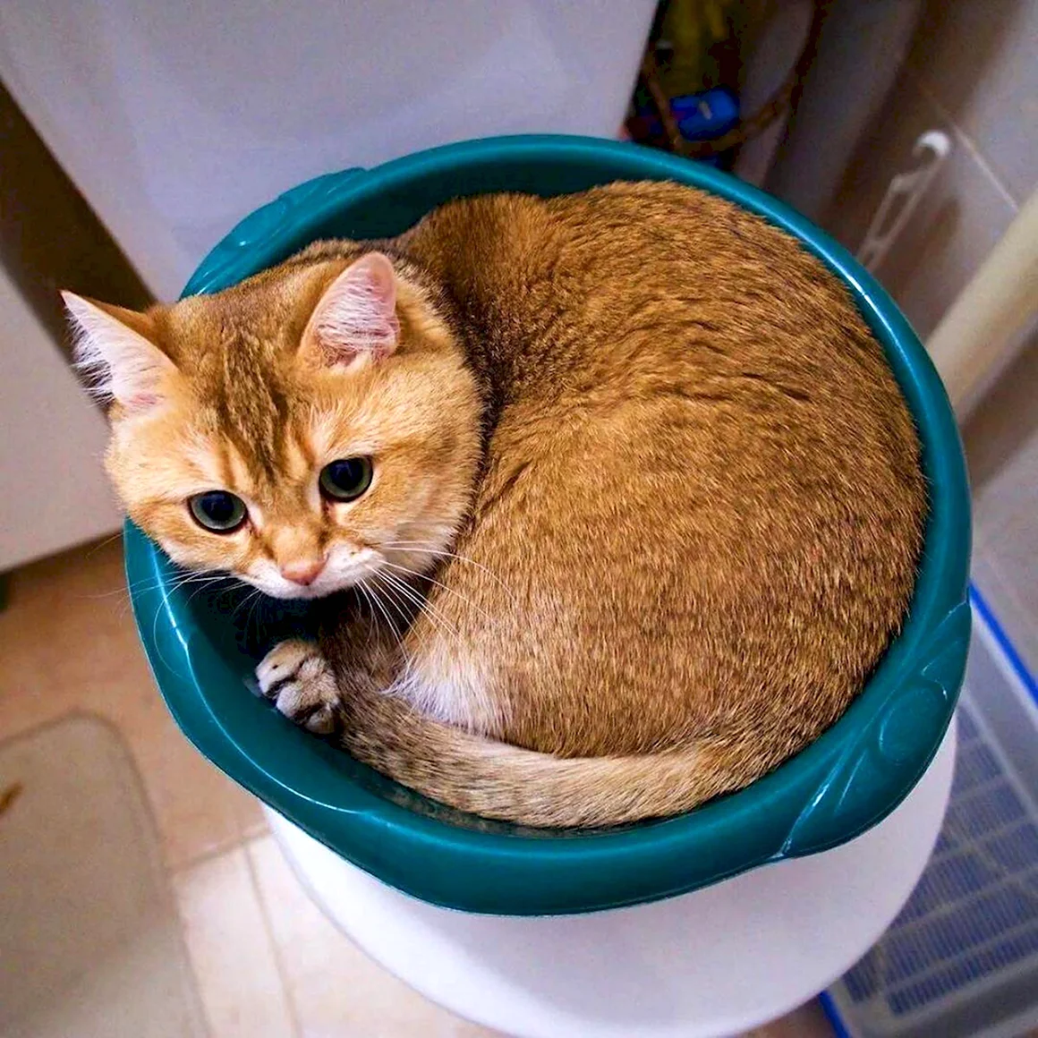 Настоящих кошек
