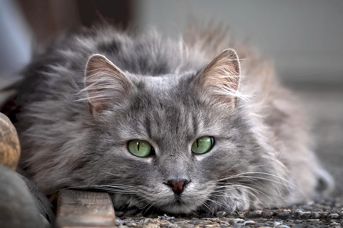 Небелунгская кошка