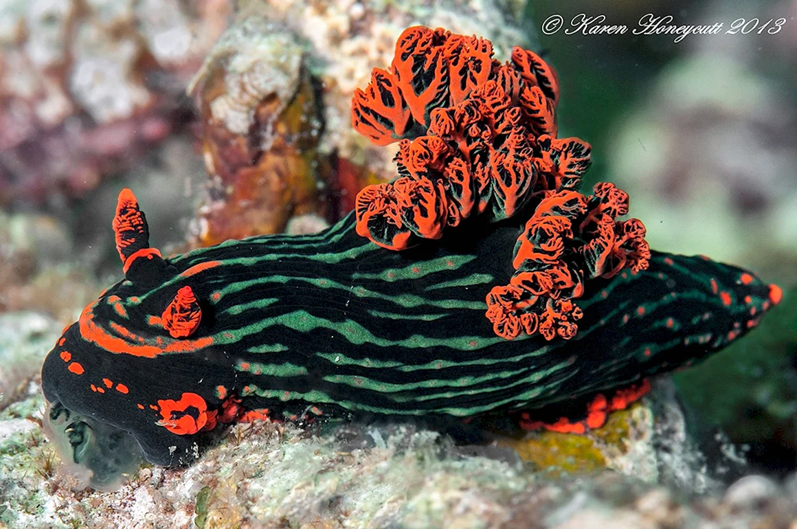 Nembrotha kubaryana