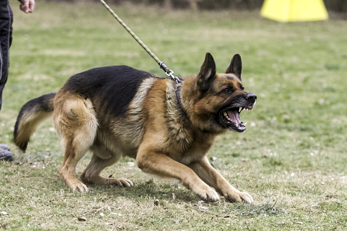 Немецкая овчарка k9