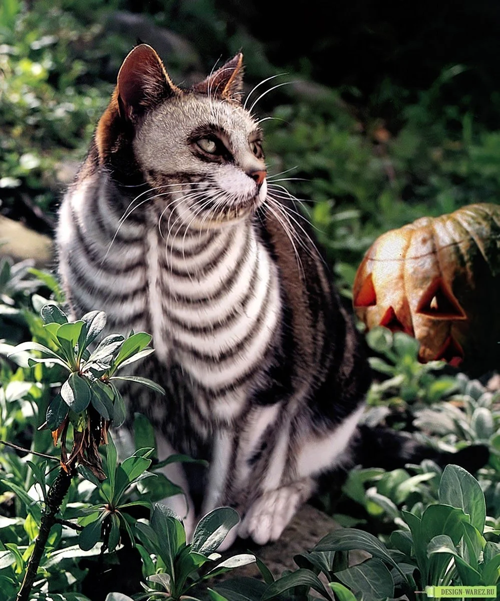 Необычные коты