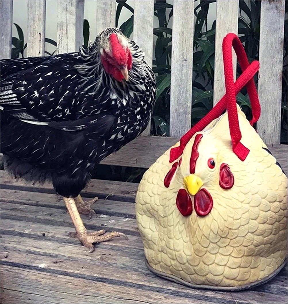 Необычные курицы