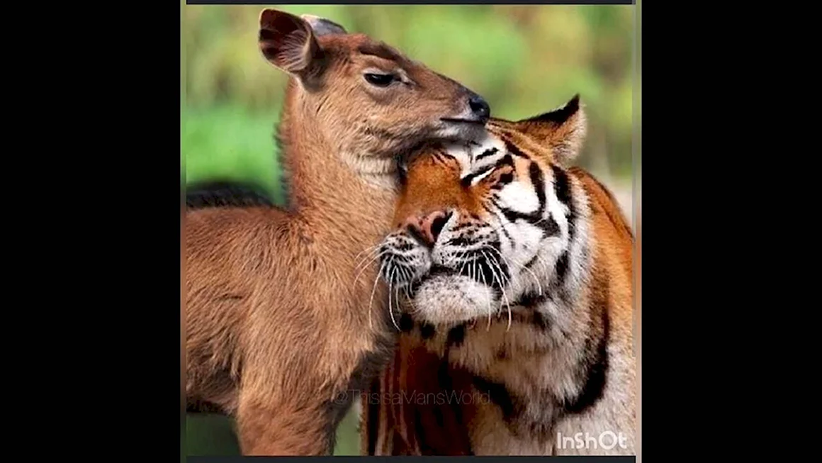 Необычные пары животных