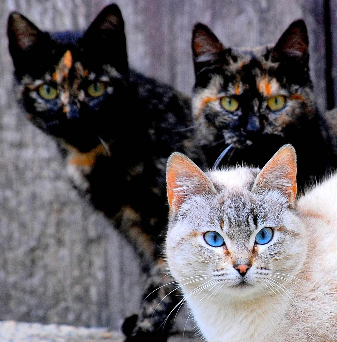 Несколько котов