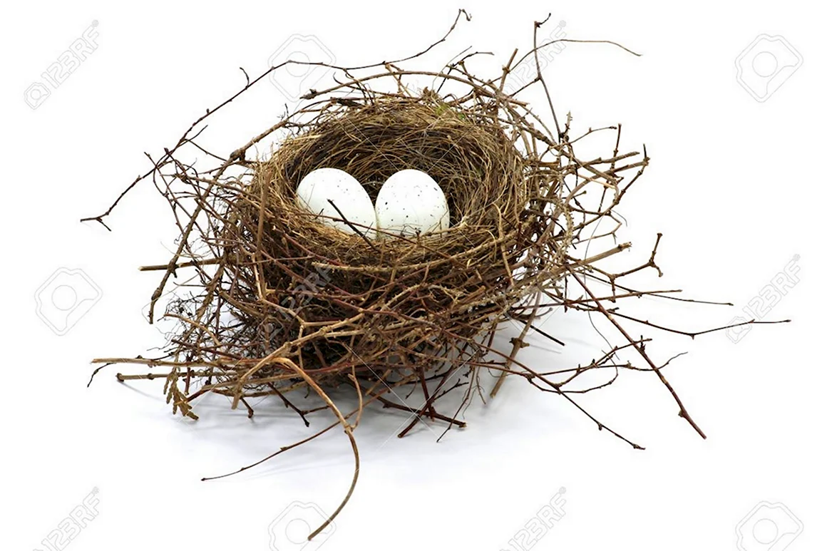 Nest isolated