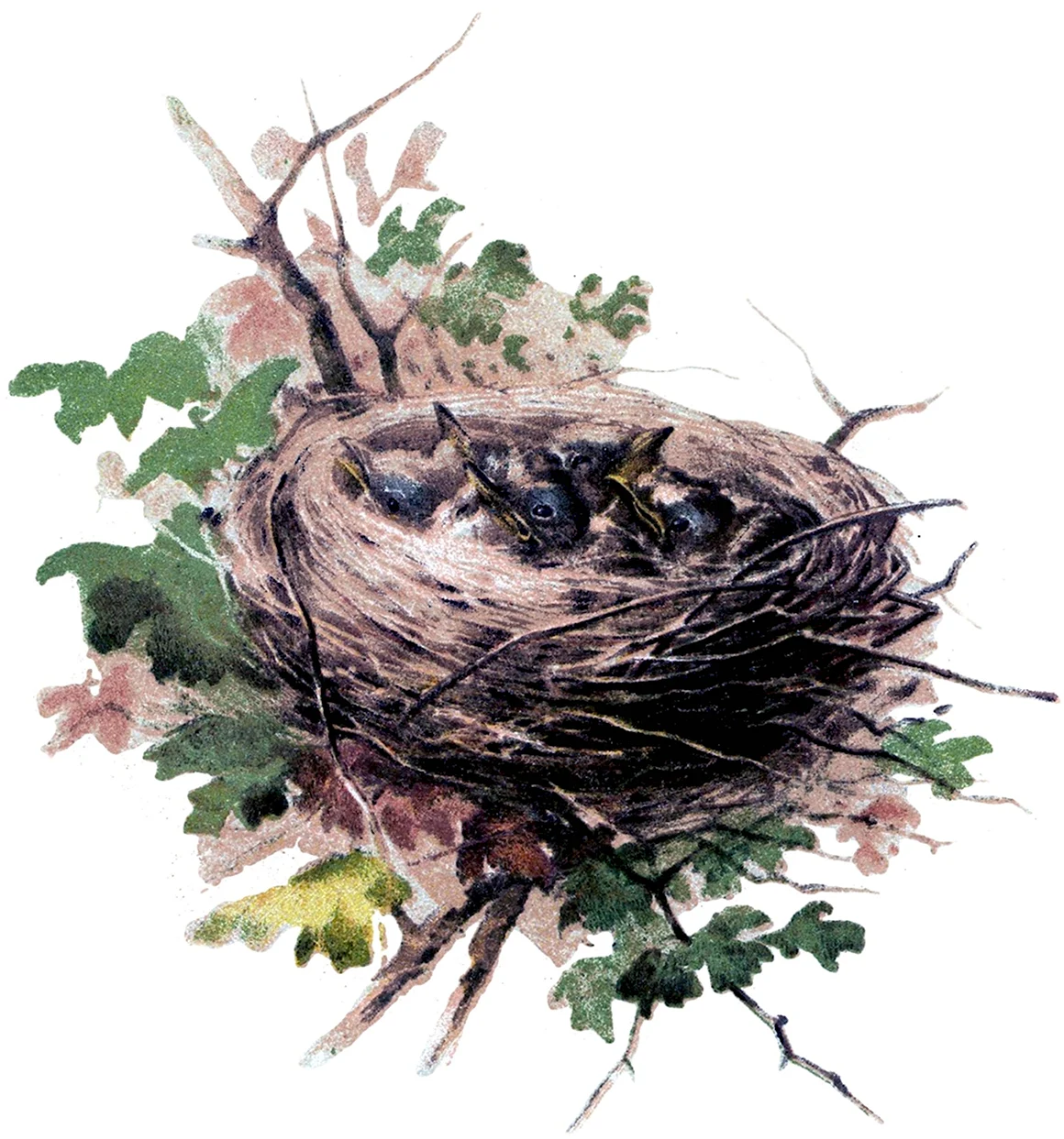 Nest Обри
