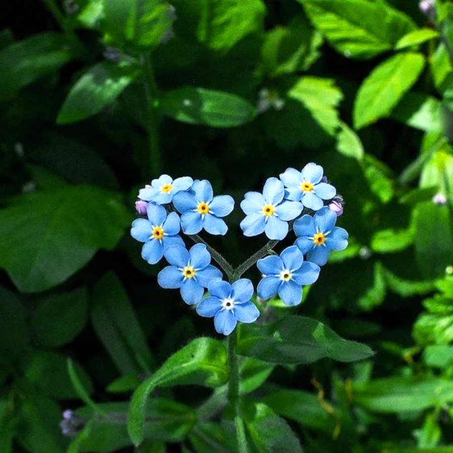 Незабудка Чекановского Myosotis czekanowskii