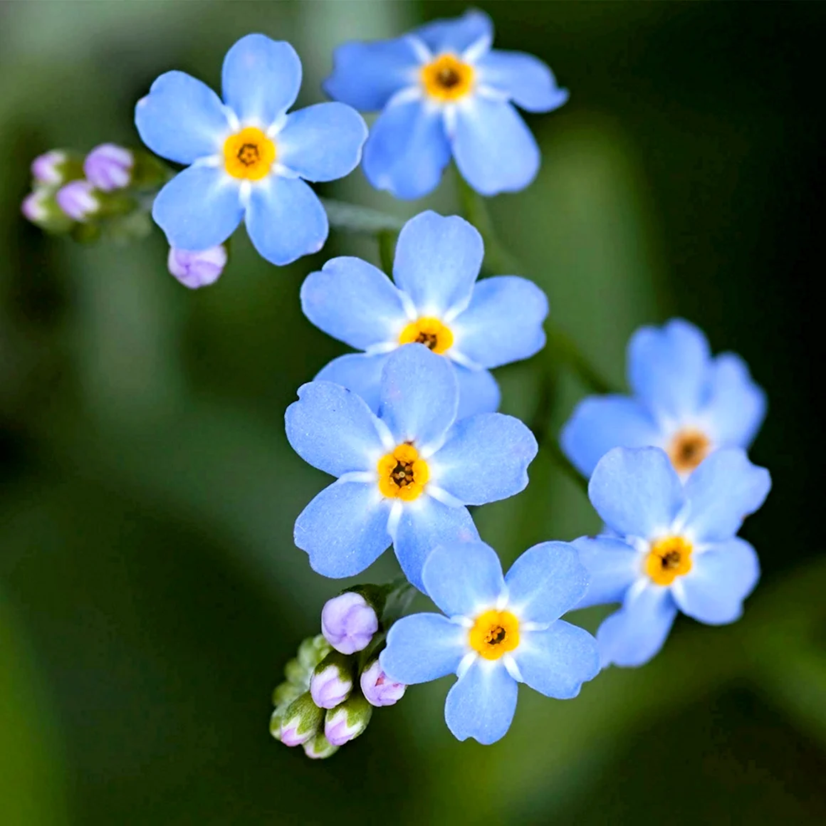 Незабудка Лесная Myosotis sylvatica