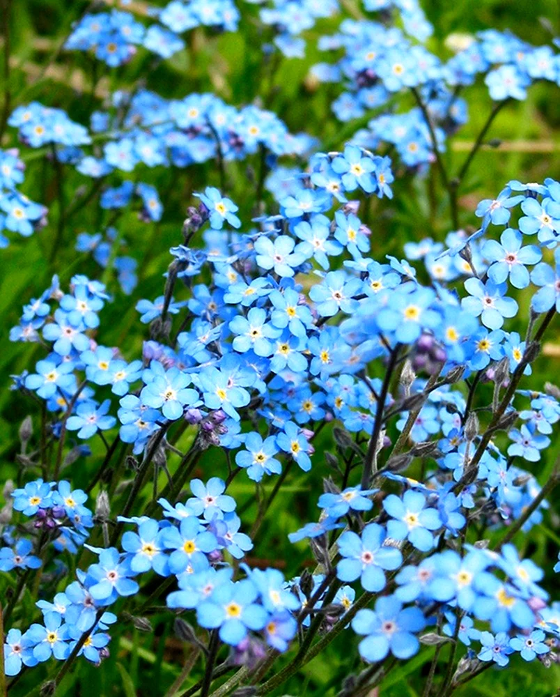 Незабудка Полевая Myosotis arvensis