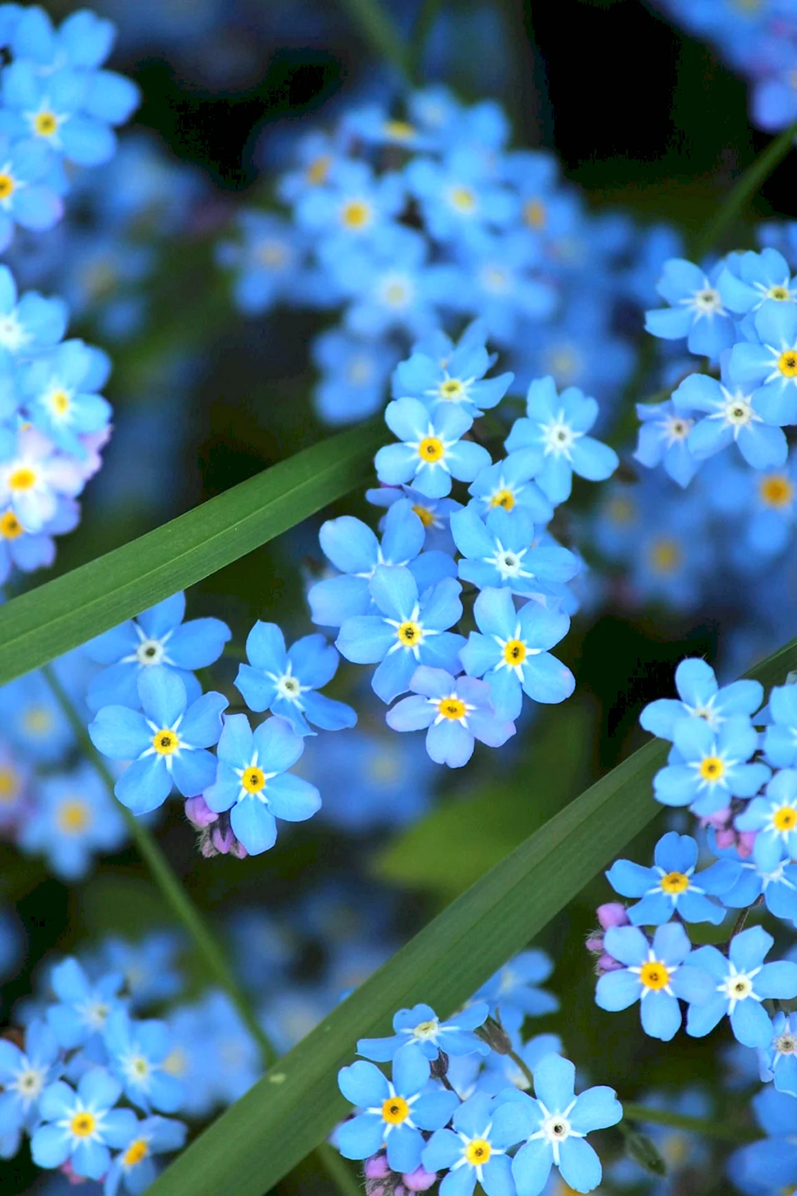 Незабудка Полевая Myosotis arvensis
