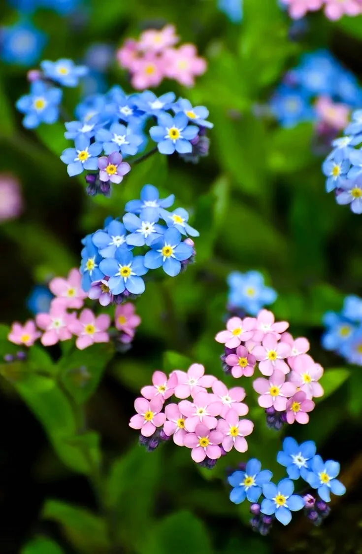 Незабудка Полевая Myosotis arvensis