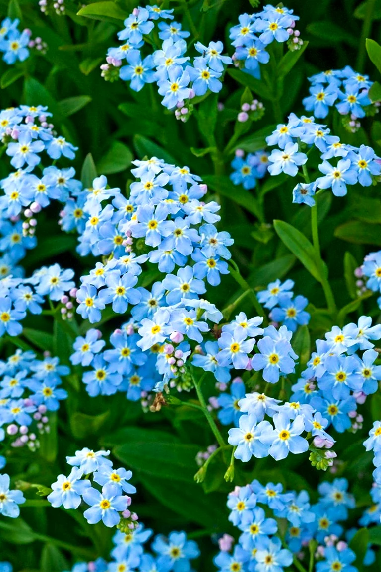 Незабудка Полевая Myosotis arvensis