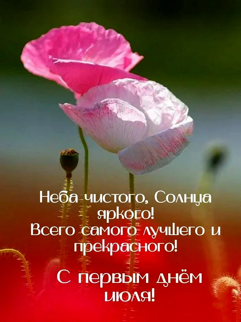 Нежно розовые маки в росе