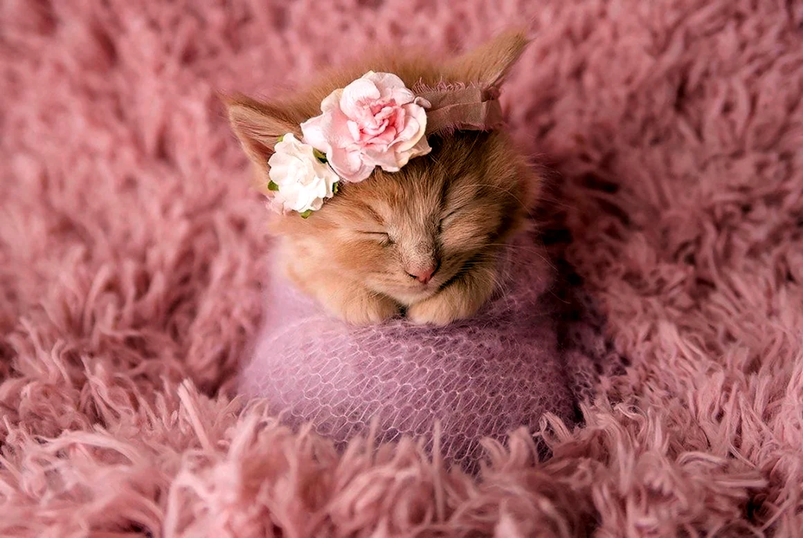 Нежные котята