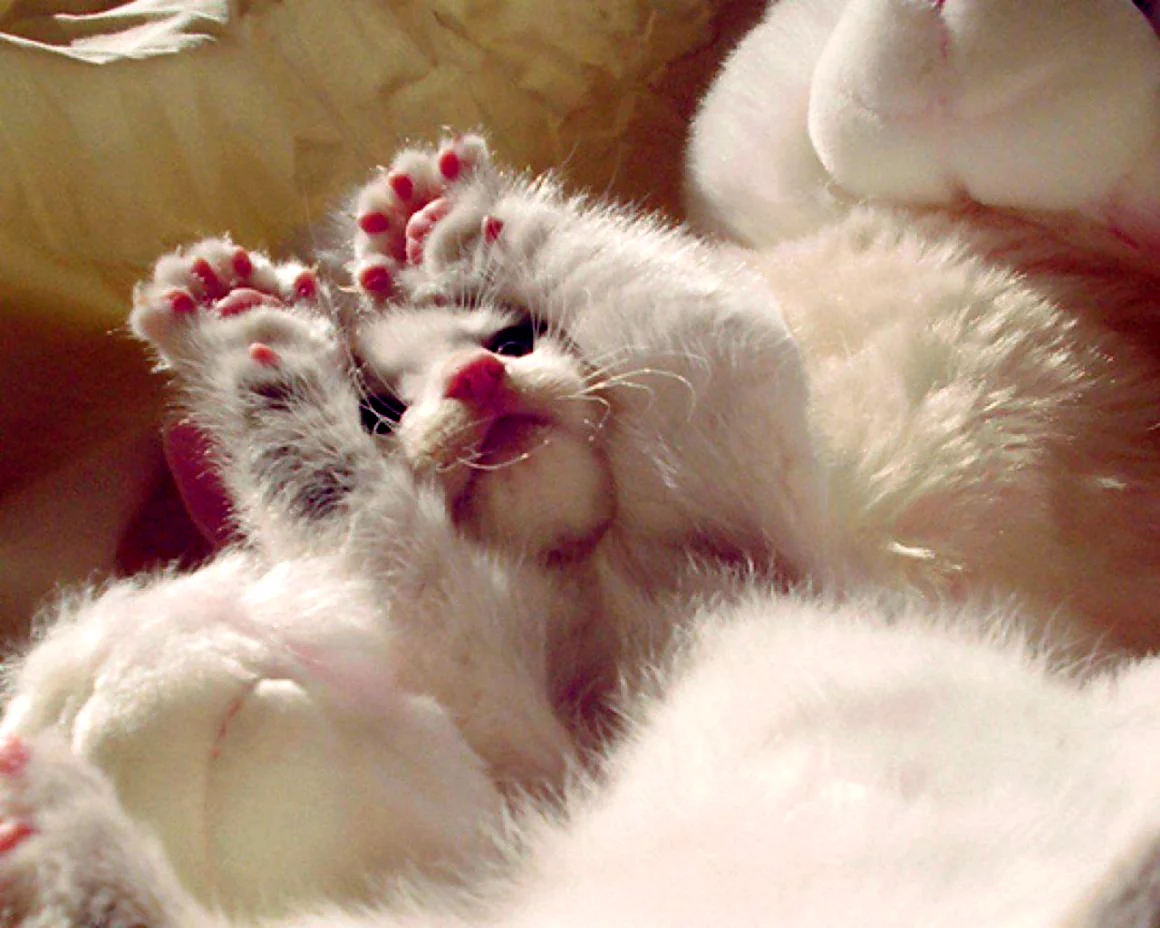 Нежные котята