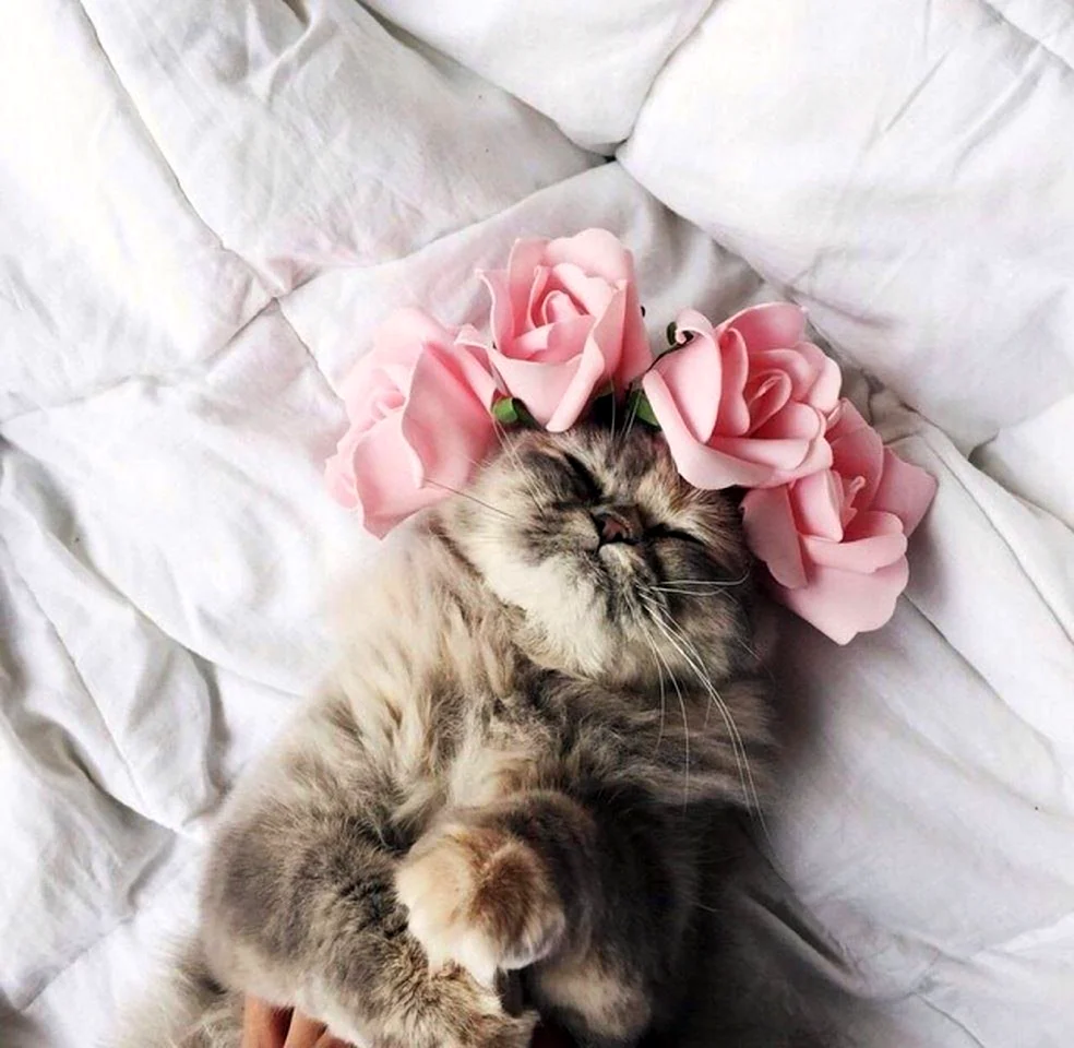 Нежные котики