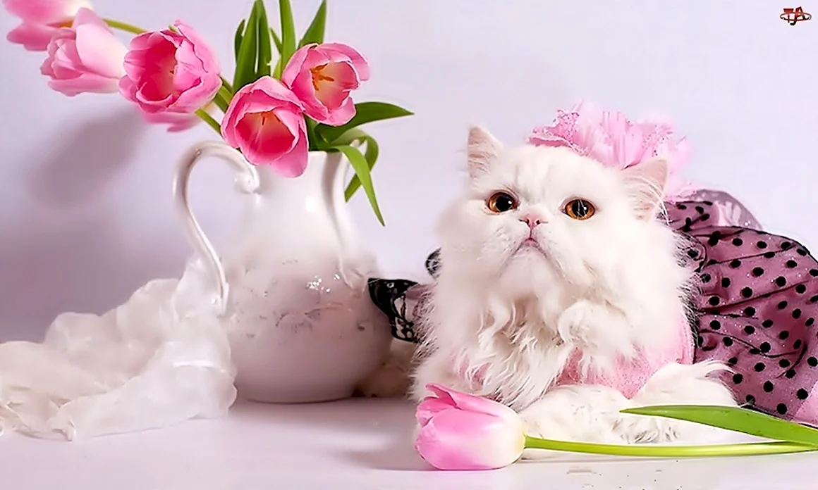Нежные цветы с котятами