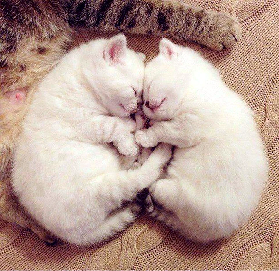 Няшные котики