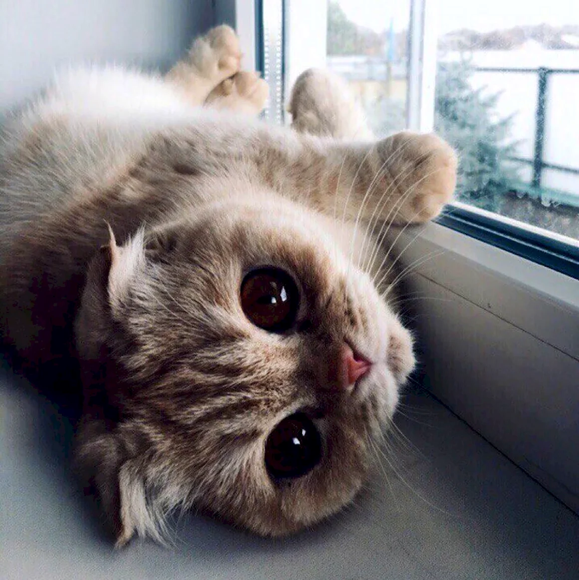 Няшные котики