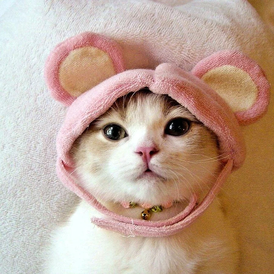 Няшные котики
