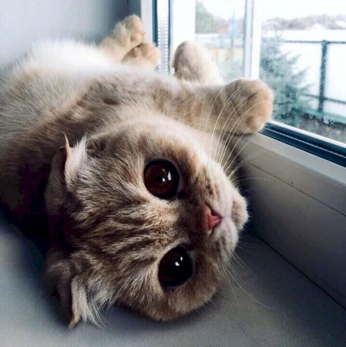 Няшные котики