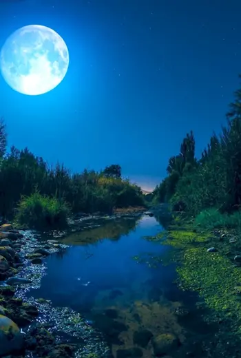 Ночная природа