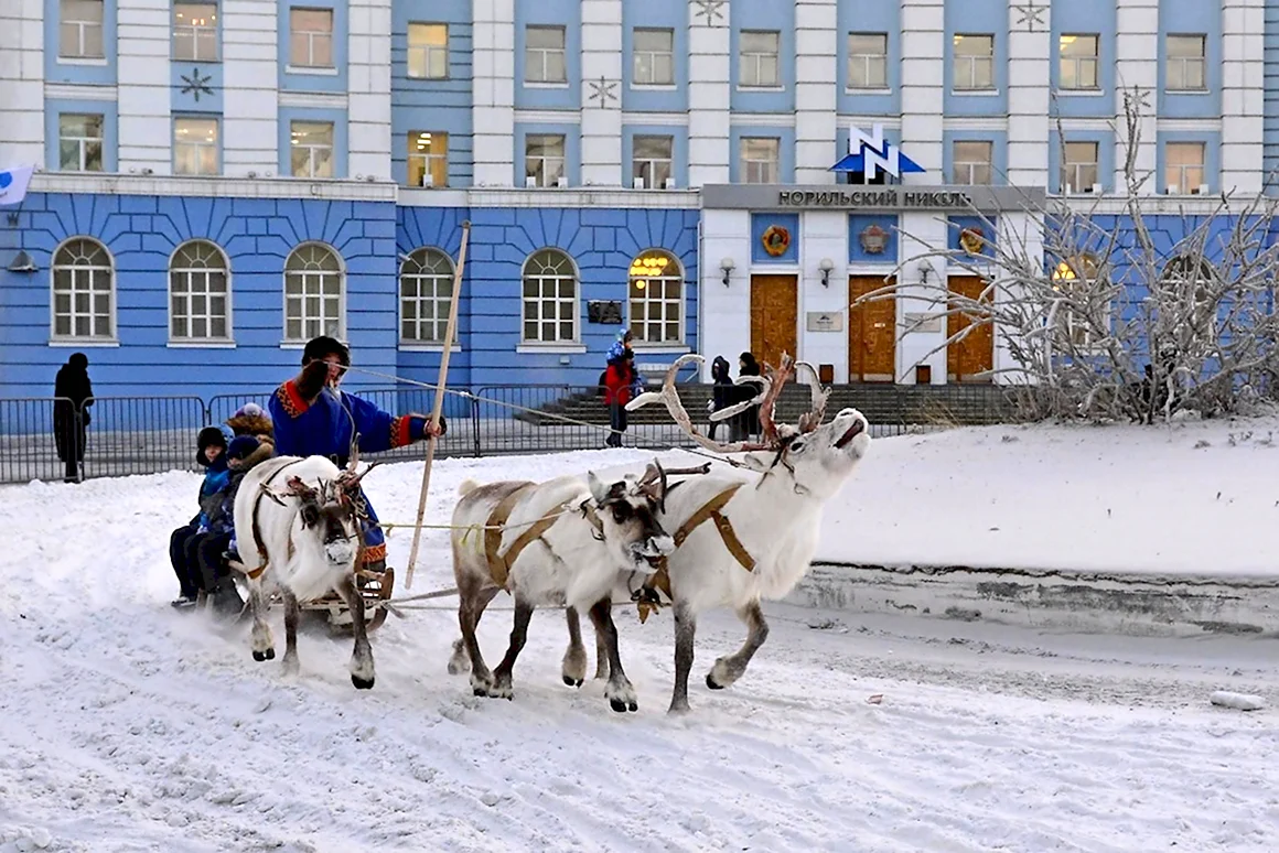 Норильск олень