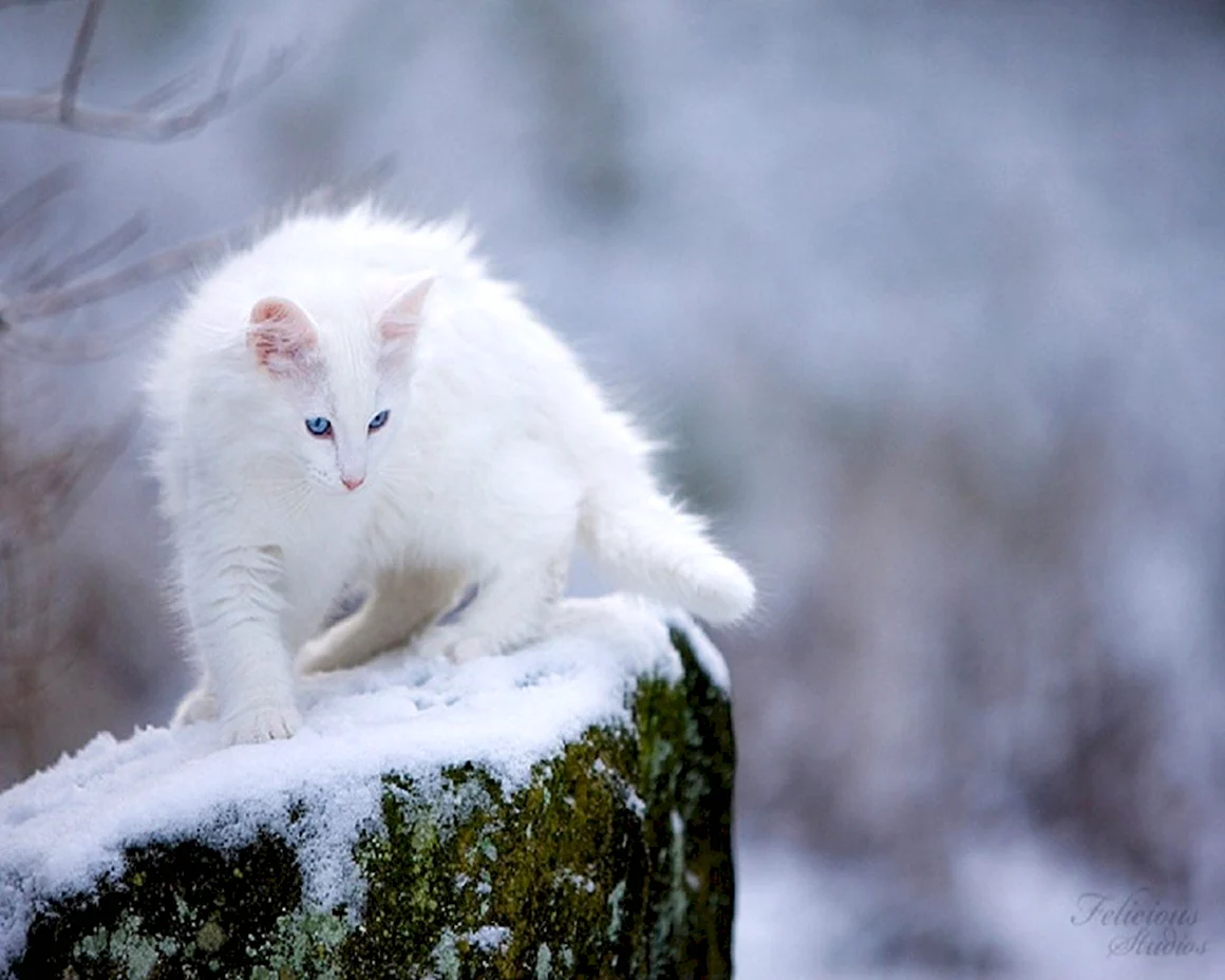Норвежская Лесная кошка белая