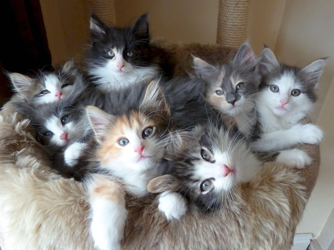 Норвежская Лесная кошка котята