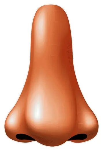 Нос