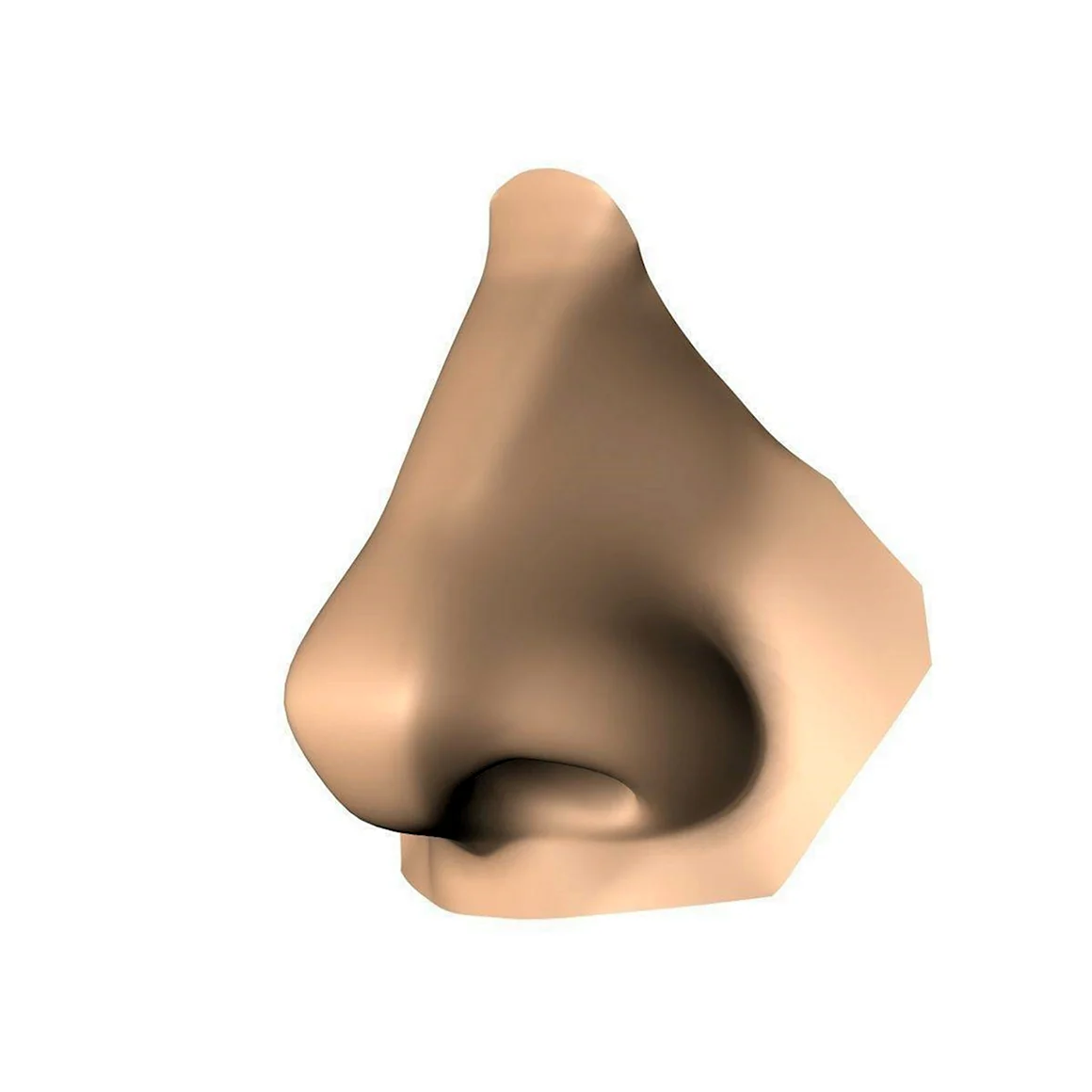 Нос