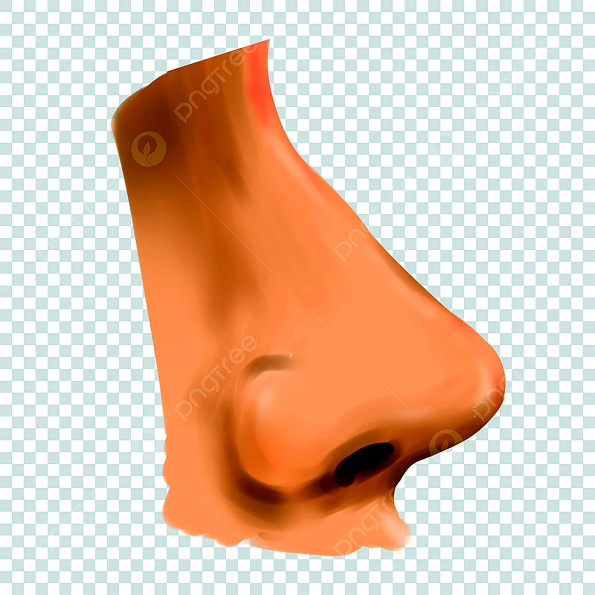 Нос