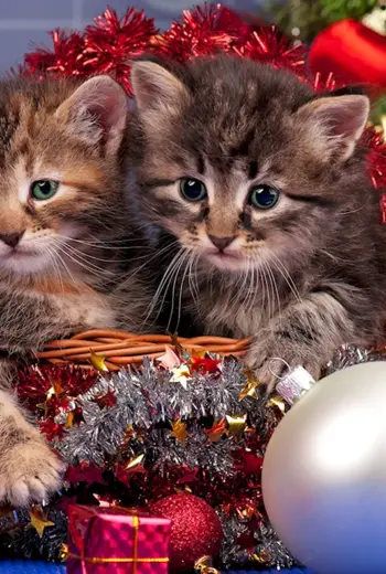 Новогодние котята