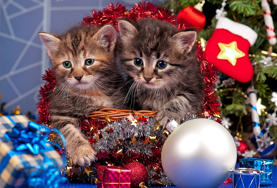 Новогодние котята