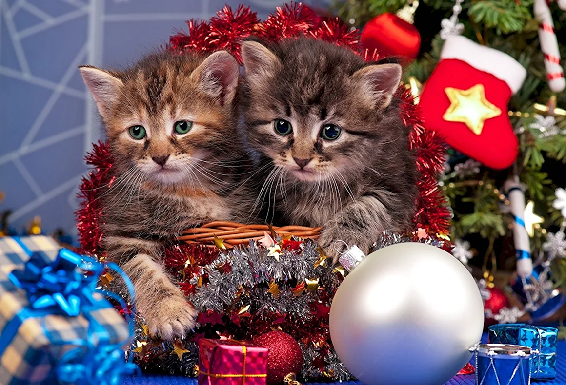 Новогодние котята