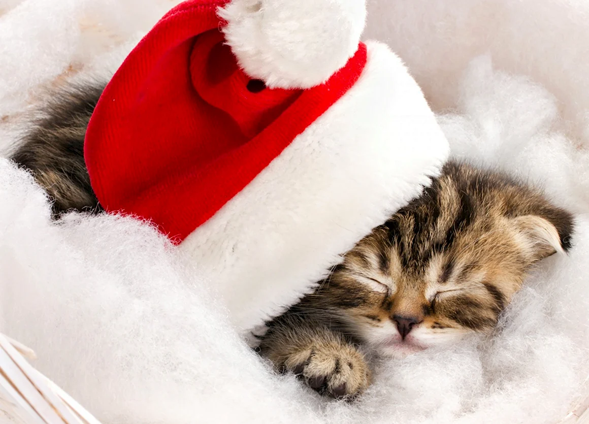 Новогодние котята