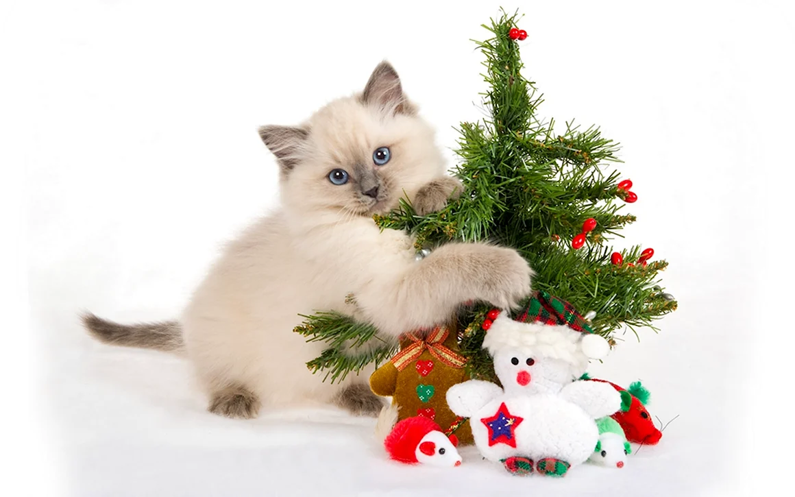Новогодние котята