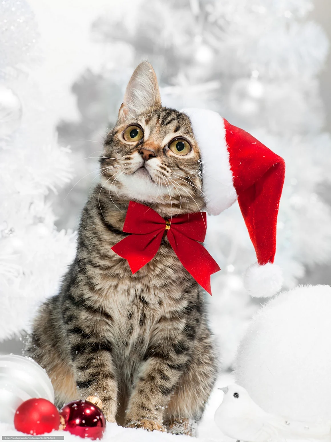 Новогодние котята