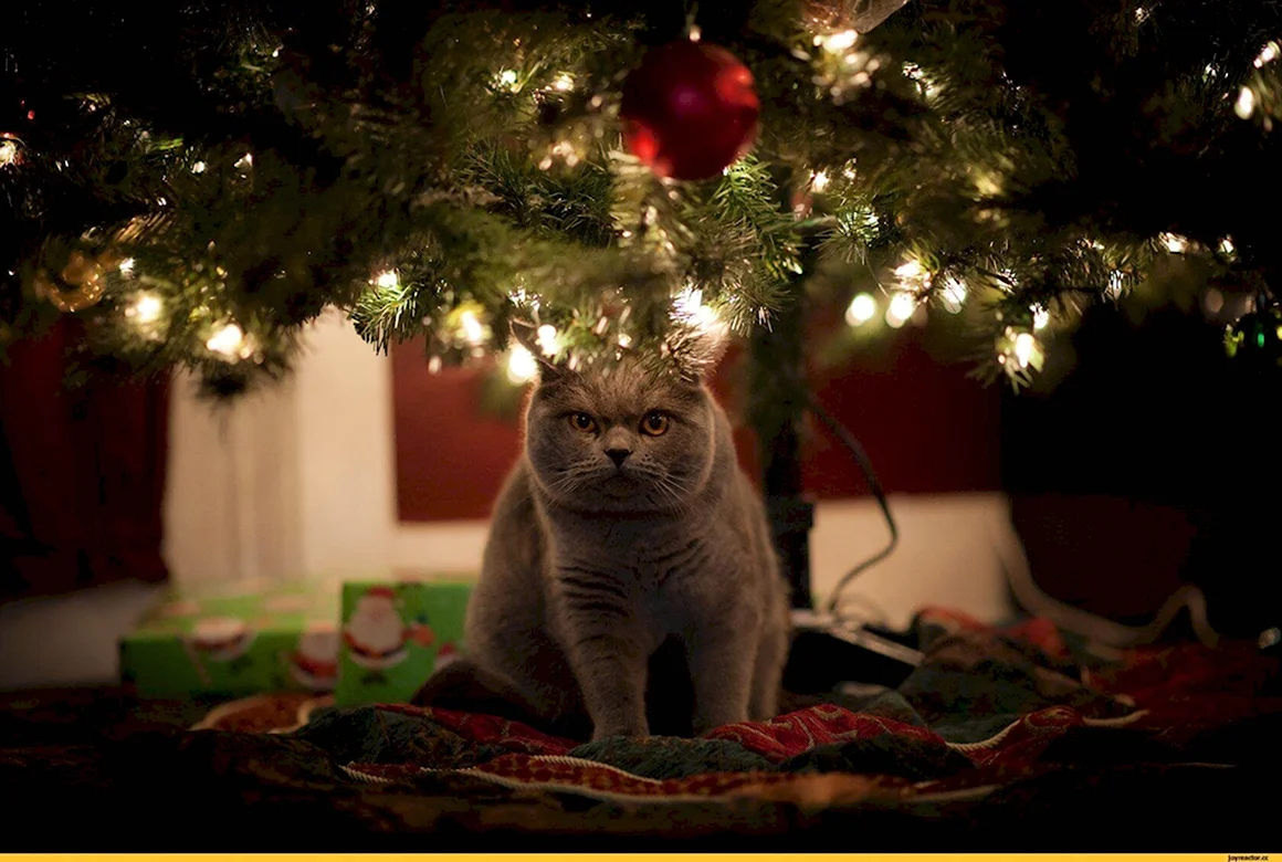 Новогодние коты