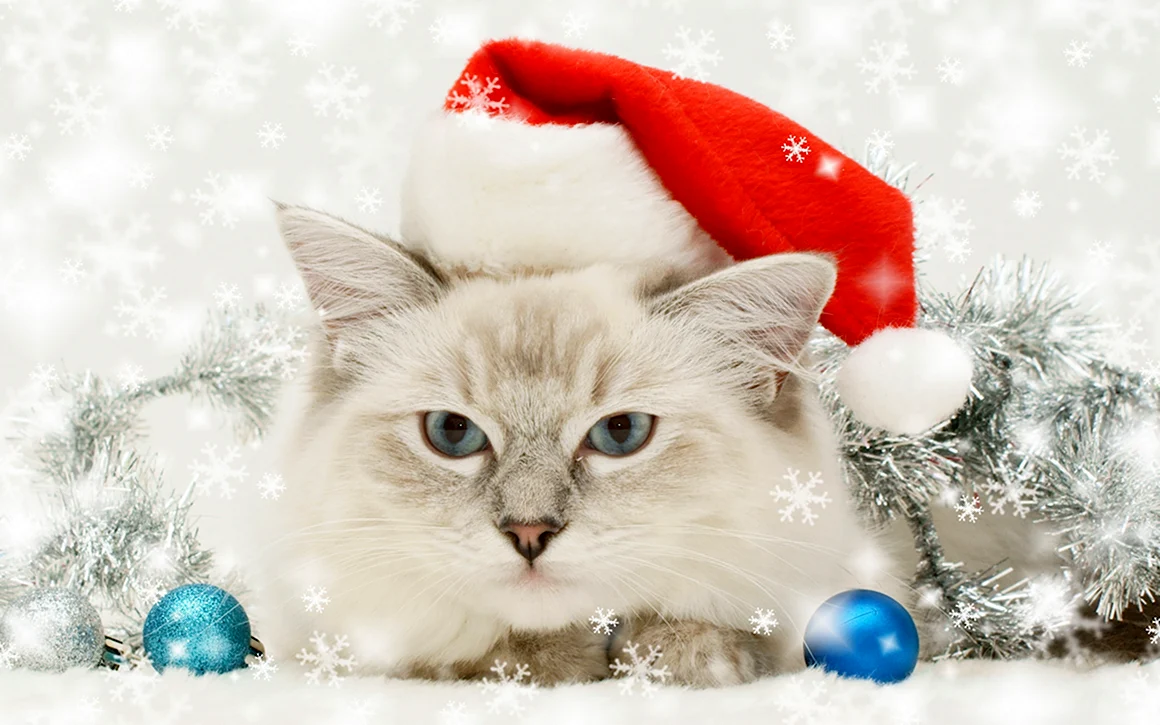 Новогодние коты