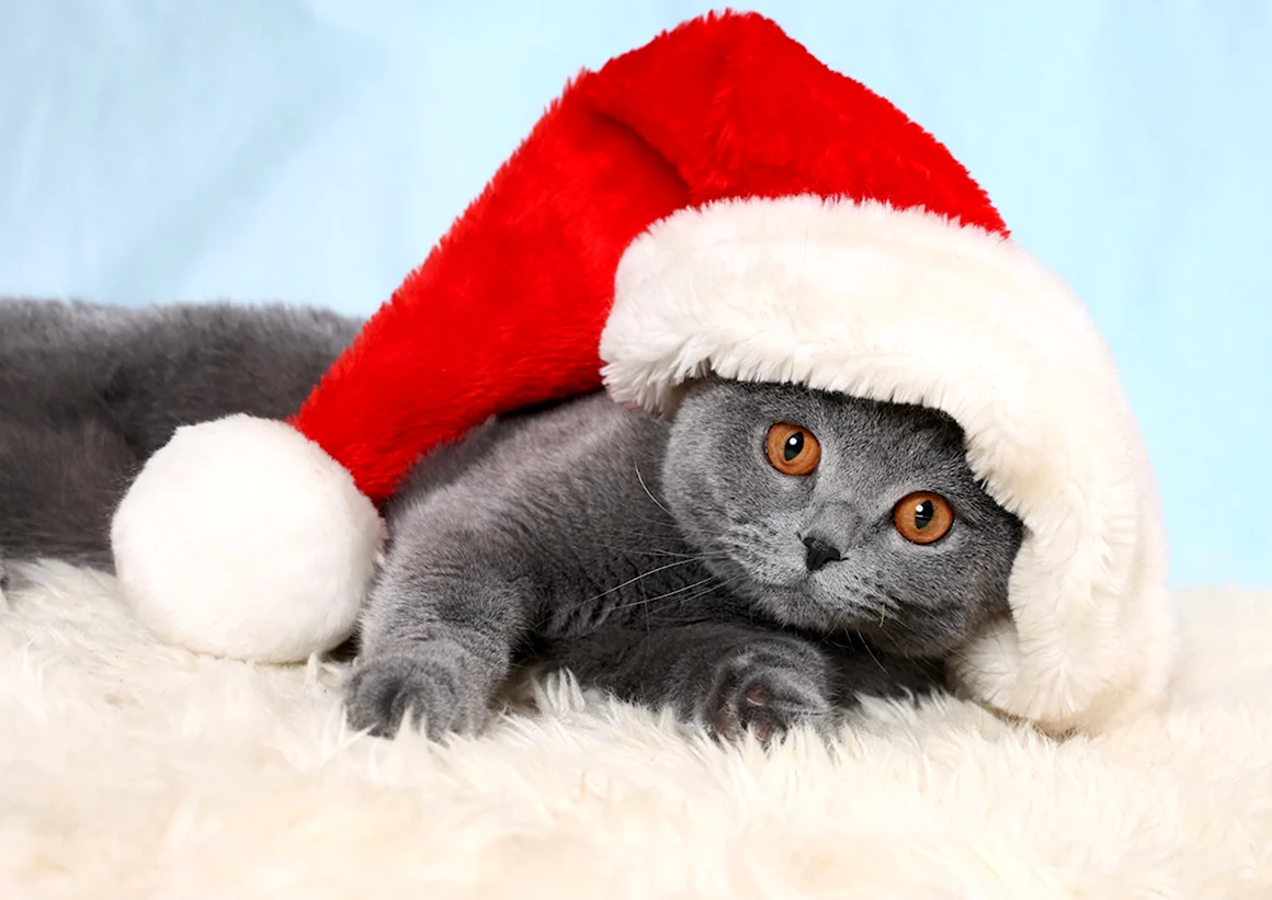 Новогодние коты