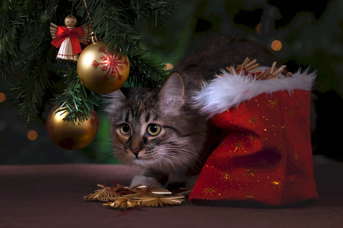 Новогодние коты
