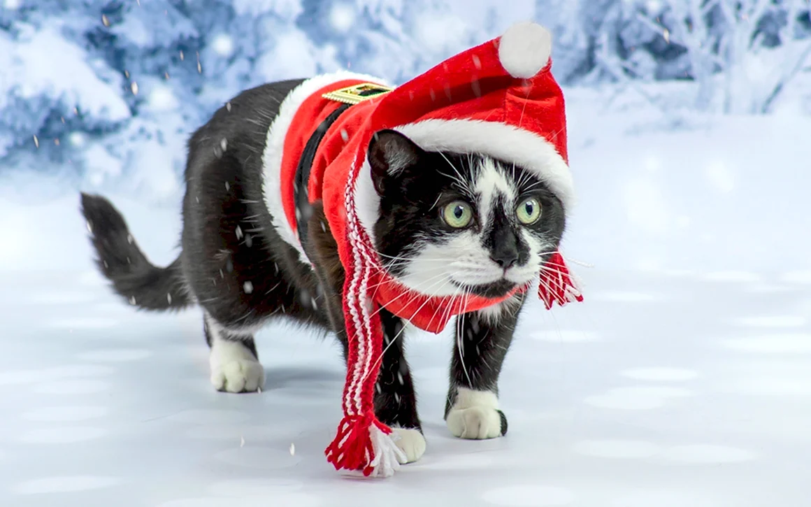Новогодние коты