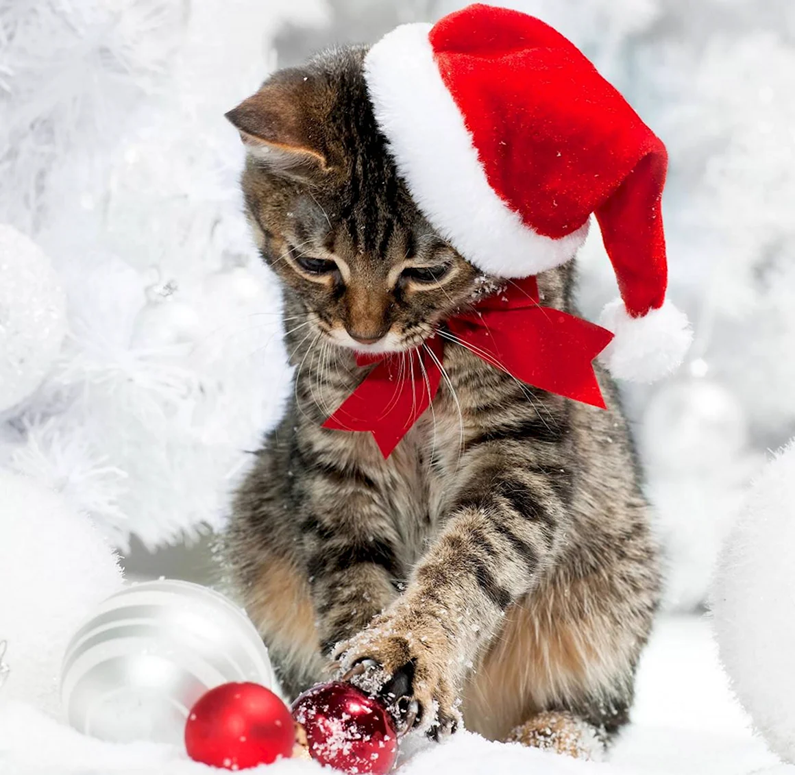 Новогодние коты