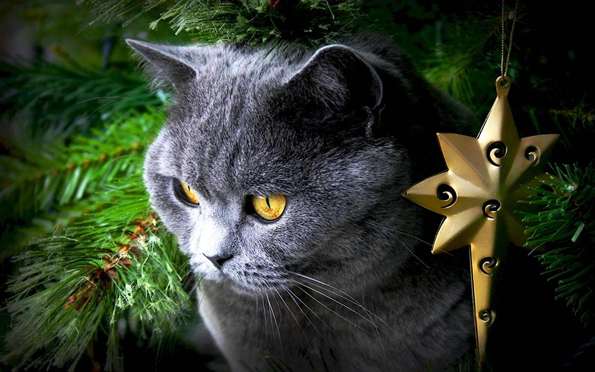 Новогодние коты