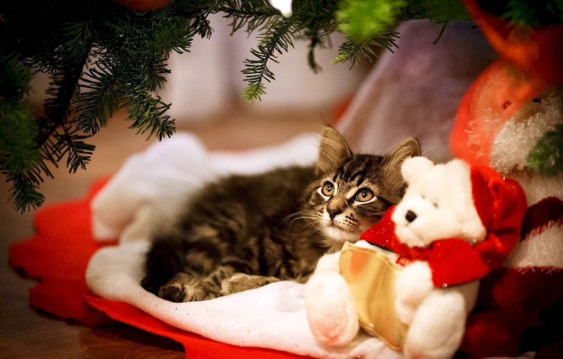 Новогодний кот