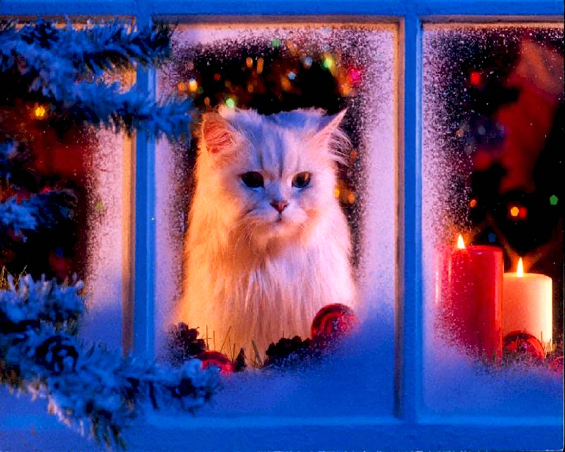 Новогодний кот