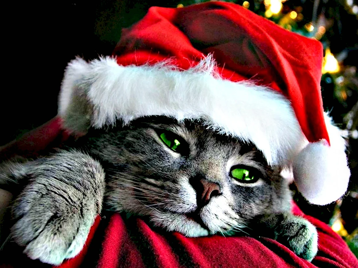 Новогодний кот