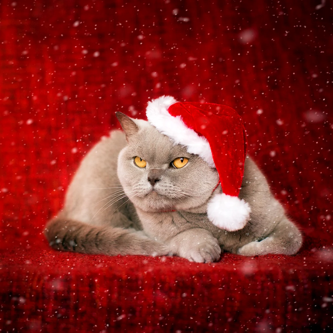 Новогодний кот